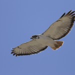 Augur Buzzard