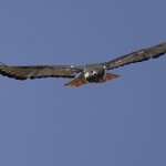 Augur Buzzard