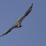 Augur Buzzard