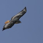 Augur Buzzard