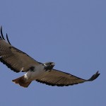 Augur Buzzard