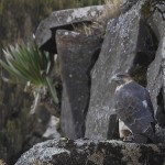 Augur Buzzard