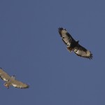 Augur Buzzard