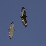 Augur Buzzard