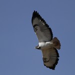 Augur Buzzard