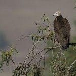 Hooded Vulture