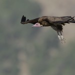 Hooded Vulture