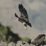 Hooded Vulture