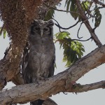 Verraux`s Eagle-Owl