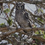 Verraux`s Eagle-Owl