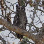 Verraux`s Eagle-Owl