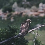 roughleggedbuzzard1.jpg