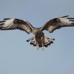 roughleggedbuzzard10.jpg