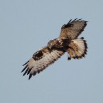 roughleggedbuzzard11.jpg