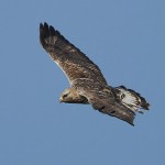 roughleggedbuzzard12.jpg