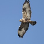 roughleggedbuzzard13.jpg