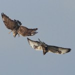 roughleggedbuzzard15.jpg