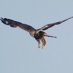 roughleggedbuzzard16.jpg