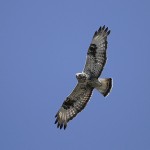 roughleggedbuzzard17.jpg