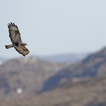 roughleggedbuzzard21.jpg