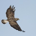 roughleggedbuzzard22.jpg