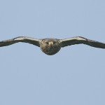 roughleggedbuzzard24.jpg