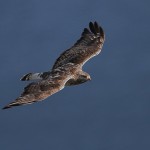 roughleggedbuzzard25.jpg