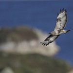 roughleggedbuzzard26.jpg