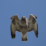 roughleggedbuzzard27.jpg