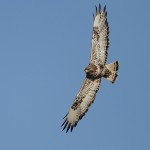 roughleggedbuzzard28.jpg