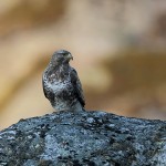 roughleggedbuzzard29.jpg