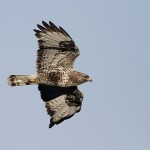 roughleggedbuzzard30.jpg