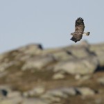 roughleggedbuzzard31.jpg