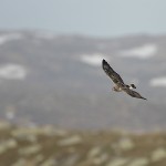 roughleggedbuzzard32.jpg