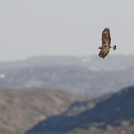 roughleggedbuzzard33.jpg