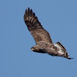 roughleggedbuzzard34.jpg