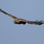 roughleggedbuzzard35.jpg