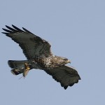 roughleggedbuzzard36.jpg