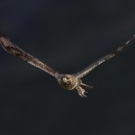 roughleggedbuzzard37b.jpg