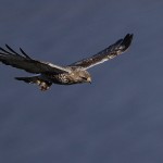 roughleggedbuzzard38.jpg