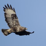 roughleggedbuzzard39.jpg