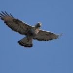 roughleggedbuzzard40.jpg