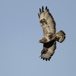 roughleggedbuzzard41.jpg