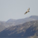 roughleggedbuzzard42.jpg