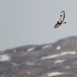 roughleggedbuzzard43.jpg