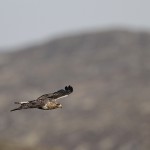 roughleggedbuzzard44.jpg