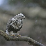 roughleggedbuzzard