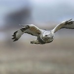 roughleggedbuzzard