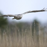 roughleggedbuzzard