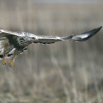 roughleggedbuzzard